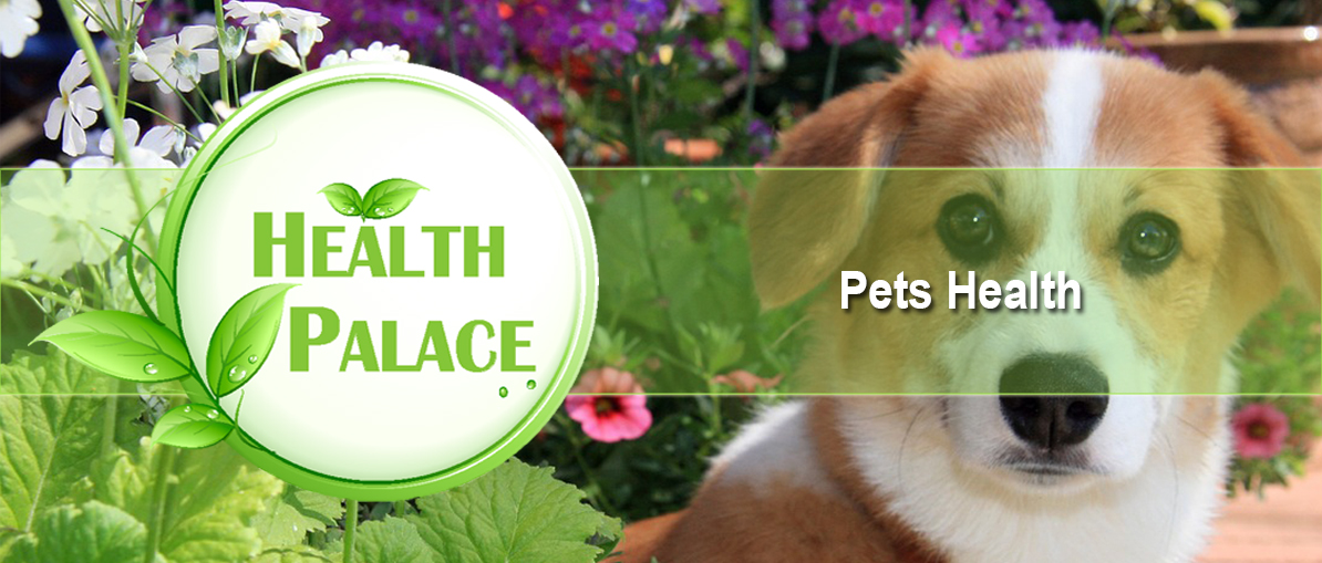 online pets health
