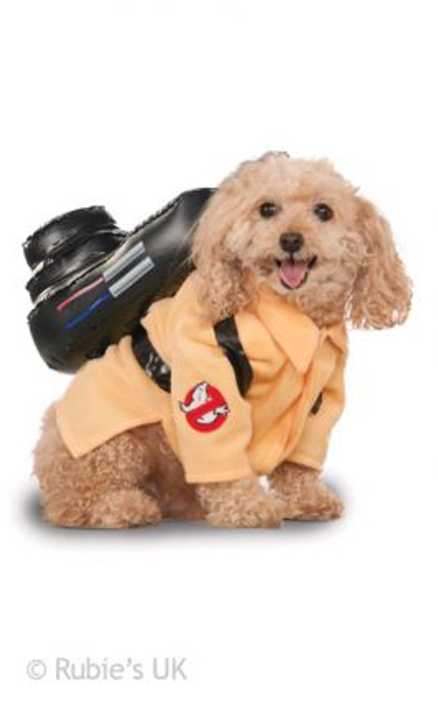 cocker spaniel fancy dress