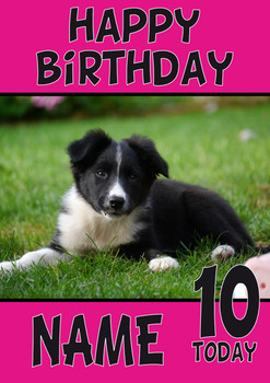 Border Collie Puppy Dogs And Puppies Happy Birthday Border Collie Puppy Dogs And Puppies Happy Birthday