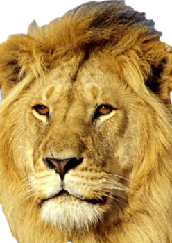 African Lion 2018 Tv Celebrity Face Mask African Lion 2018 Tv Celebrity Face Mask