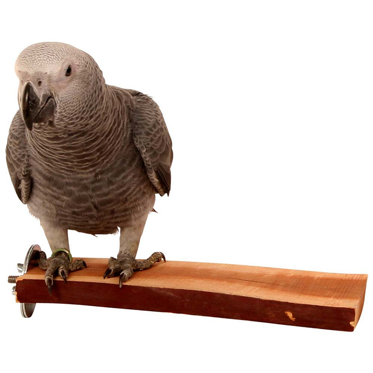 Manzanita Natural Flat Parrot Perch Large