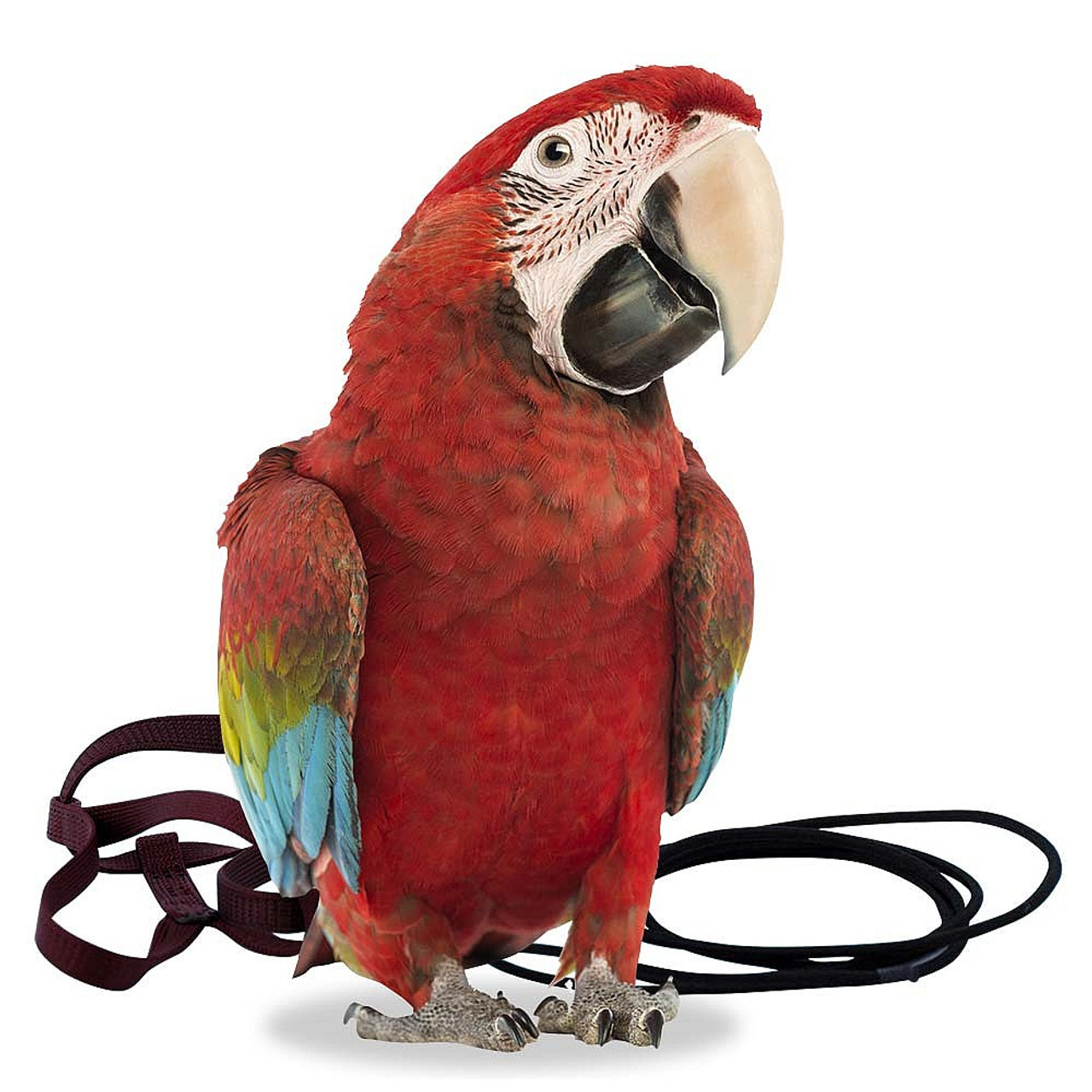 The Aviator Parrot Harness - XLarge