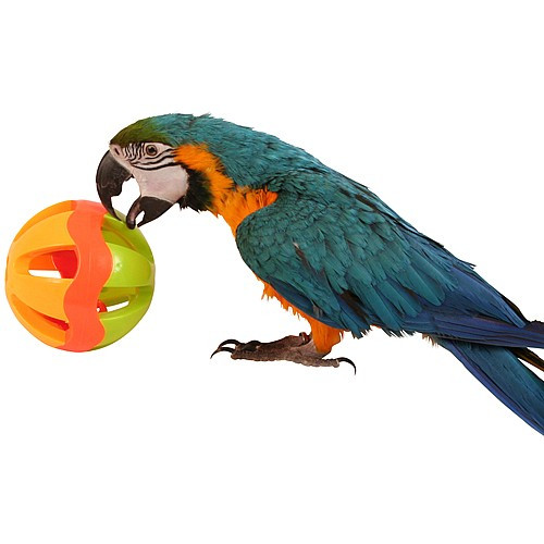 Jingle Ball Parrot Play Toy Large