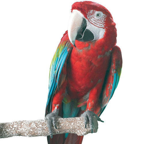Beach Branch Perch - Large - Edible Parrot Perch