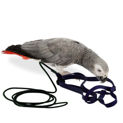The Aviator Parrot Harness - Medium The Aviator Parrot Harness - Medium