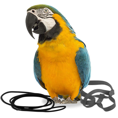 The Aviator Parrot Harness Large