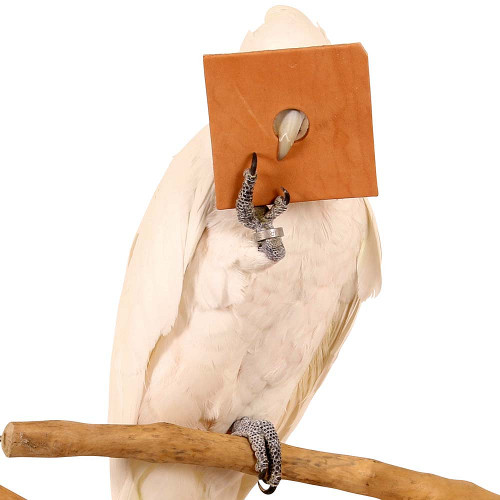 Buy Pack of 10 Leather Squares Large Parrot Toy Making Part from