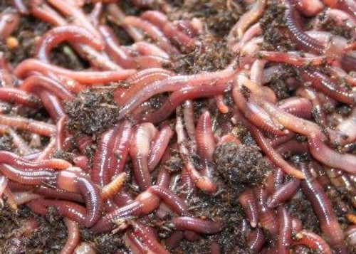 Composting Red Worms Up Close