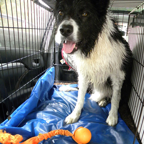 K9 Waterproof Bed Cover K9 Waterproof Bed Cover