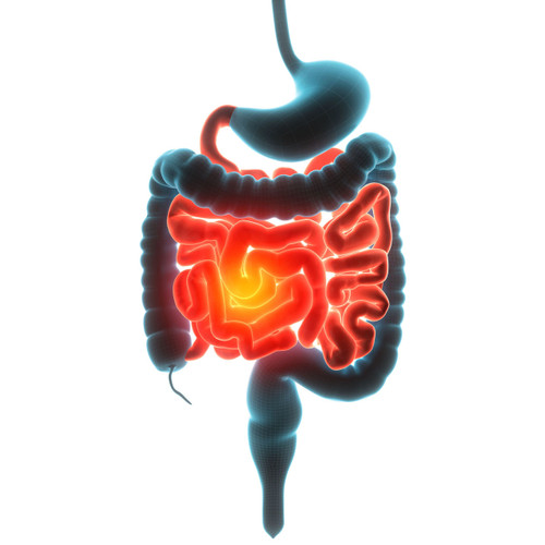 Leaky Gut Questionnaire Leaky Gut Questionnaire