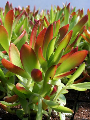 What Are Succulent Plants Youngs What Are Succulent Plants
