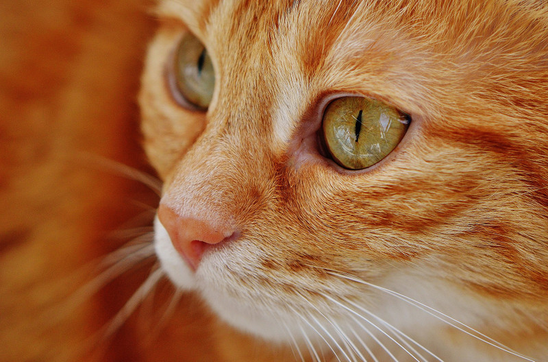 How To Safely Care For Your Cat's Eyes Eye Envy Inc.