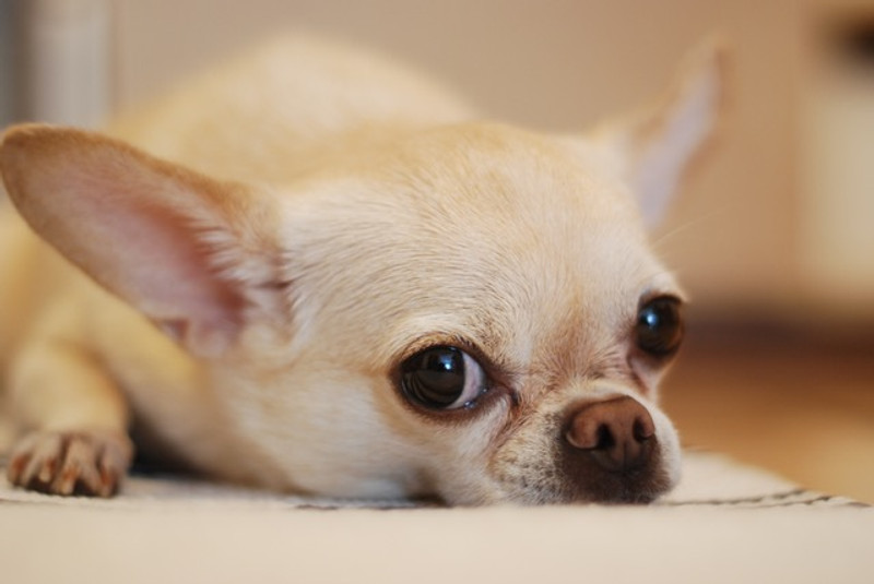 How to Remove Dog Tear Stains Naturally