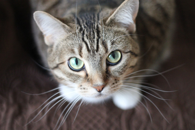 Cat Ear Mites: How to Identify, Treat and Prevent Them