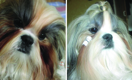 shihtzu-beforeafter-beard.jpg