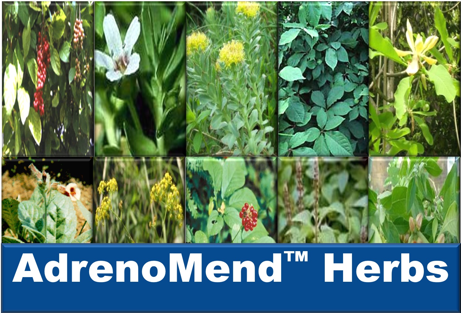 Learn about AdrenoMend™ Herbs at Your Hormones