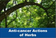 Anti-cancer Actions of Herbs