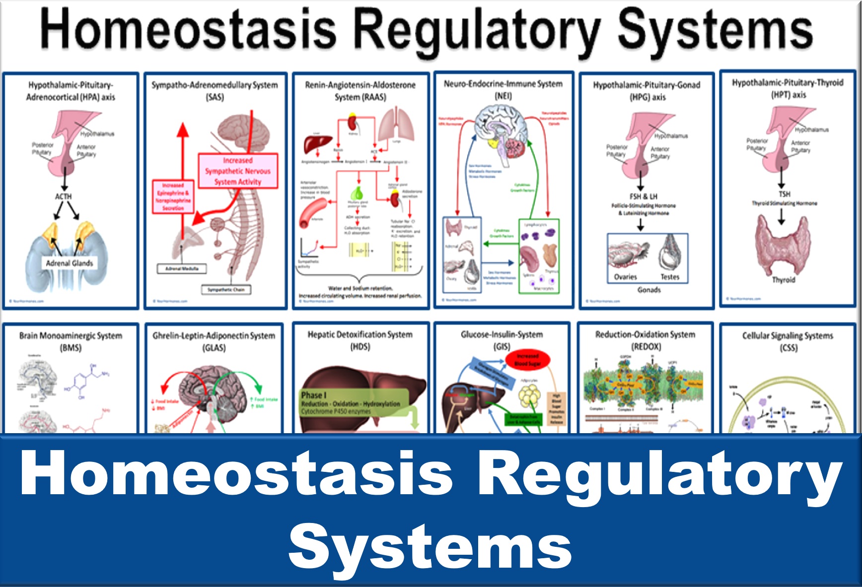 Homeostasis Regulatory Systems