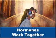 Hormones Work Together