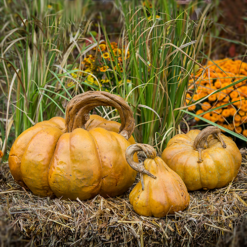 Cinderella Pumpkins Set of 3