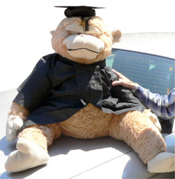 Giant Graduation Stuffed Monkey 42 Inches Wears Removable Black Graduation Cap and Gown Giant Graduation Stuffed Monkey 42 Inches Wears Removable Black Graduation Cap and Gown