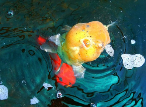 The most popular questions about goldfish ANSWERED