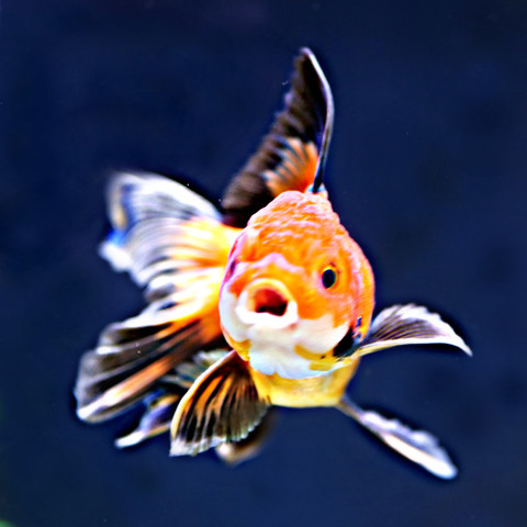What happens next when i order from Windsor Fish Hatchery?
