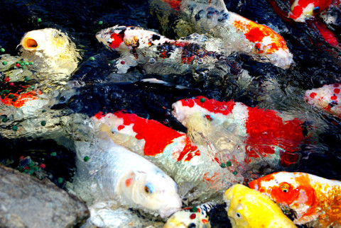 Prepare your pond & fish for 'SPRING now!!!