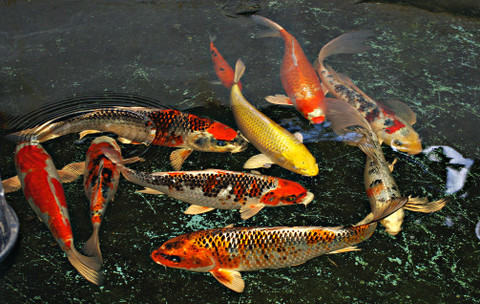 how to buy Japanese koi