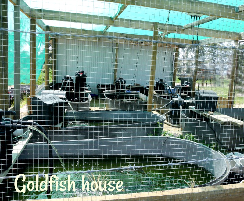 1-jan-goldfish-house-at-the-new-hatchery.jpg