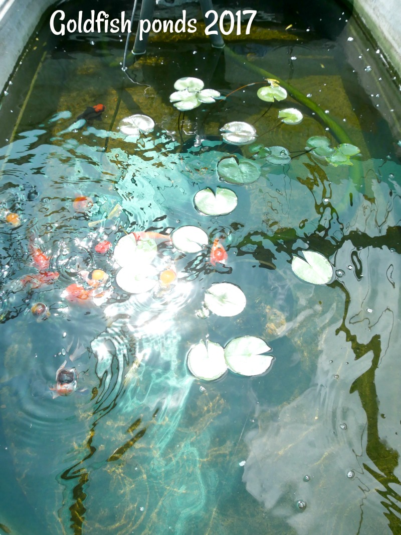 3-jan-goldfish-ponds-2017-2.jpg