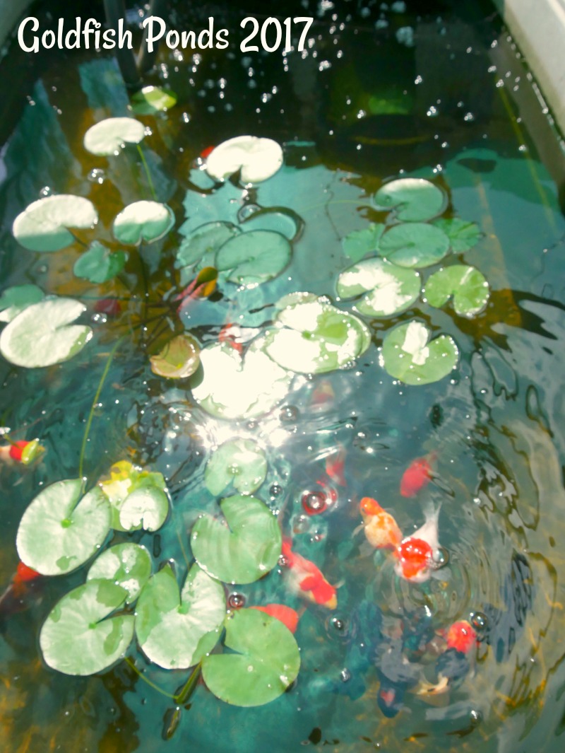 3-jan-goldfish-ponds-2017.jpg