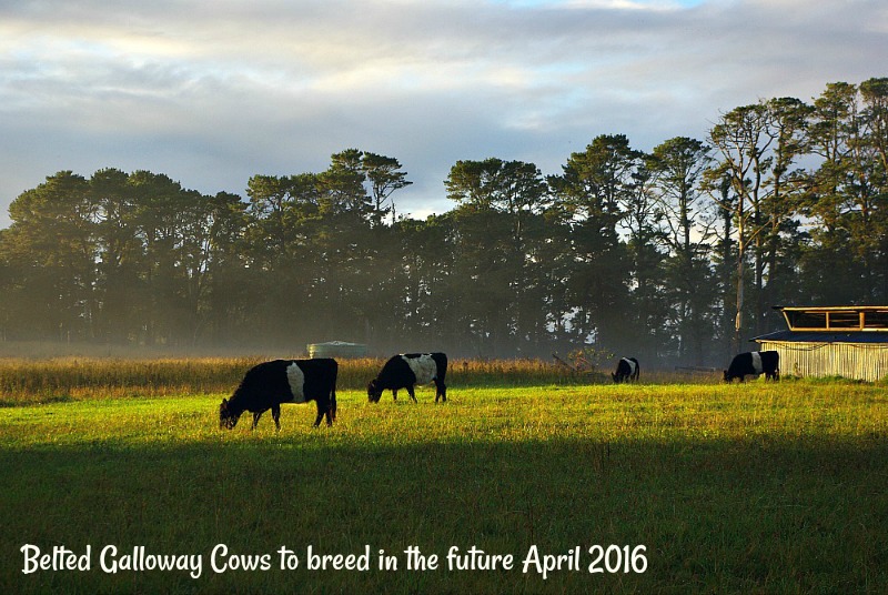 30-dec-belted-galloway-cows-to-breed-in-the-future-april-2016.jpg