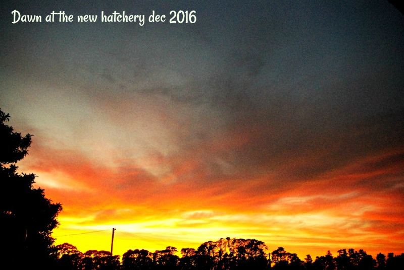 30-dec-dawn-at-the-new-hatchery-2016.jpg