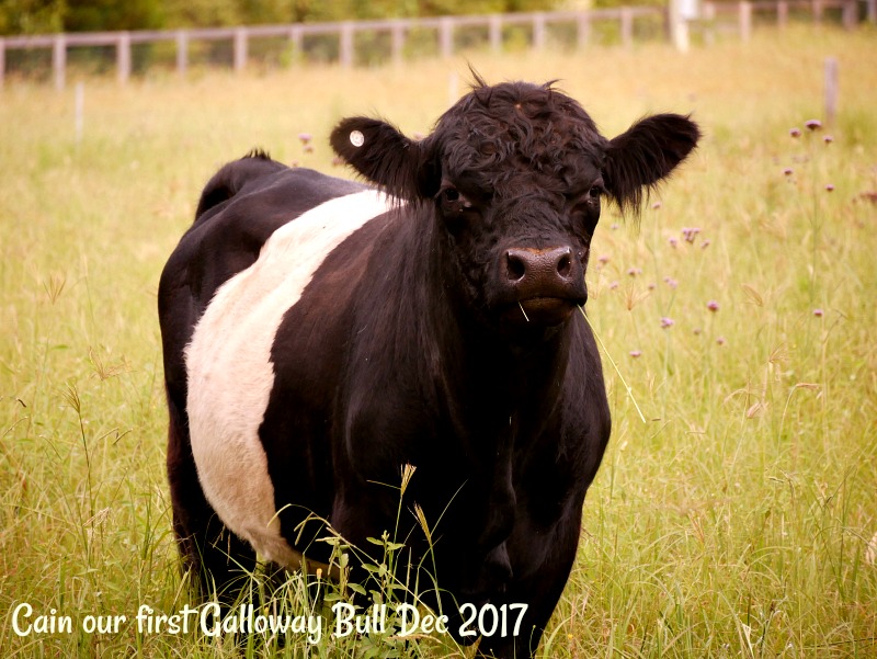 31-dec-cain-our-first-belted-galloway-bull.jpg