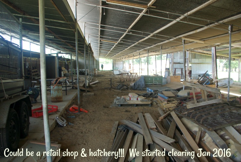 31-dec-we-starting-clearing-the-50mtrs-shed-for-the-retail-shop-hatchery-jan-2016.jpg