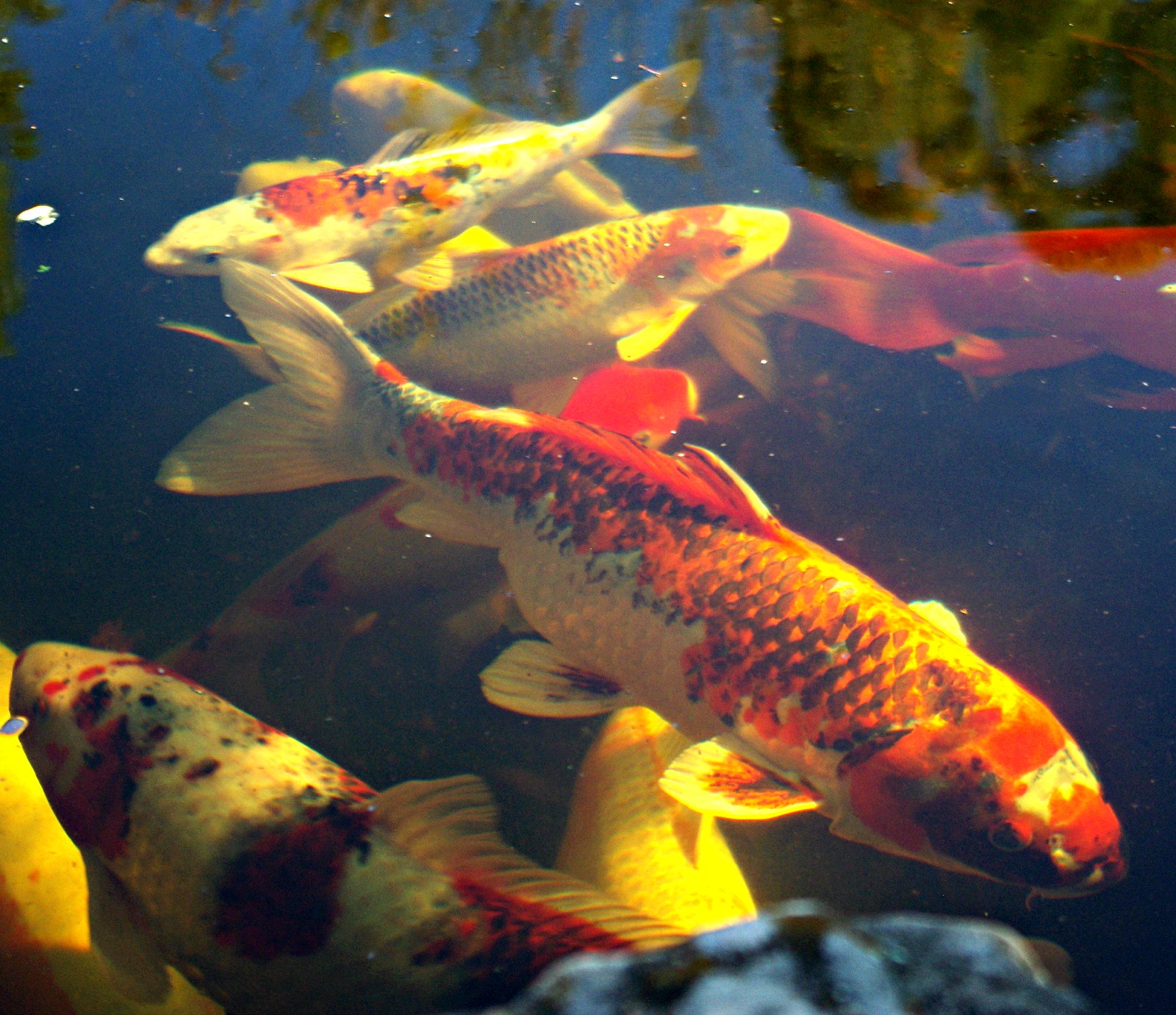 Recognizing the potential of your koi - Windsor Fish Hatchery Online