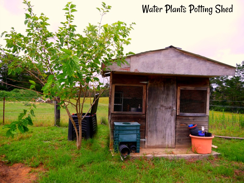 6-june-water-plants-potting-shed-for-photo-gallery-.jpg