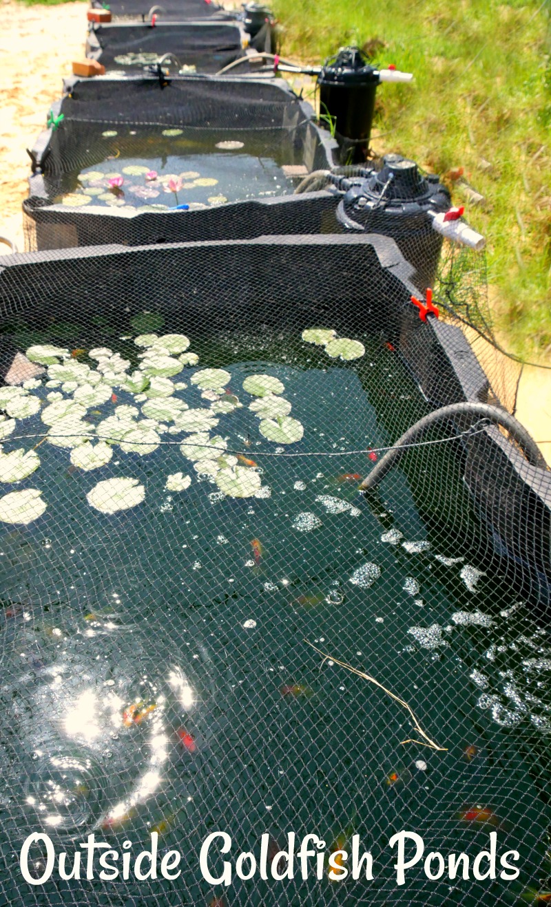 7-jan-outside-goldfish-ponds.jpg