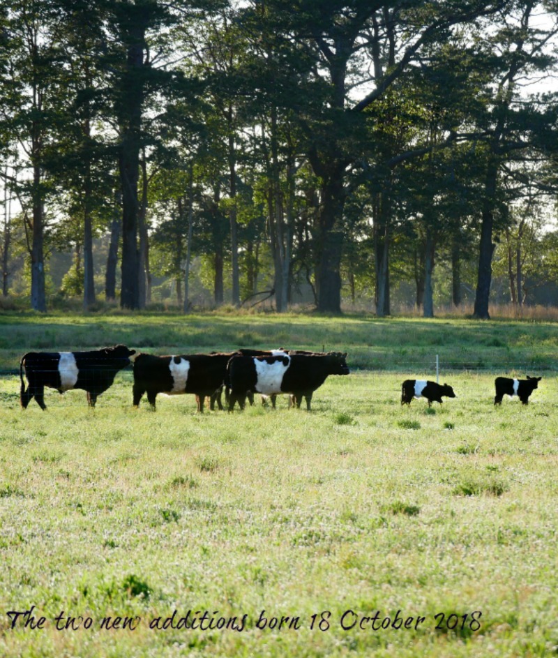 calves-on-the-farm.jpg