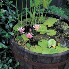 pond-10.jpg pond-10.jpg