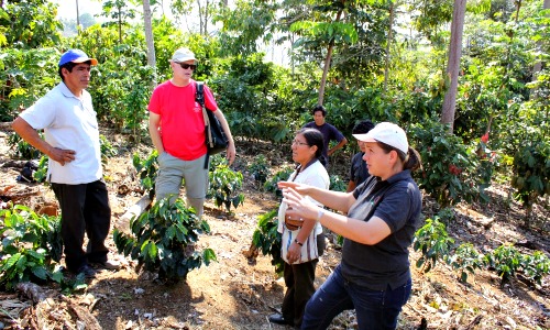 pangoa peru 2014 learning about coffee process