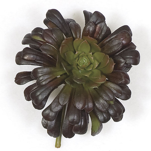 6 x 5 Inch Succulent - Burgundy