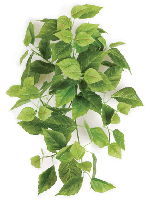 26 Inch Hanging Cissus Bush