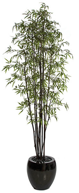 W-75000
9' Black Bamboo Tree
Decorative Pot Sold Separately W-75000
9' Black Bamboo Tree
Decorative Pot Sold Separately