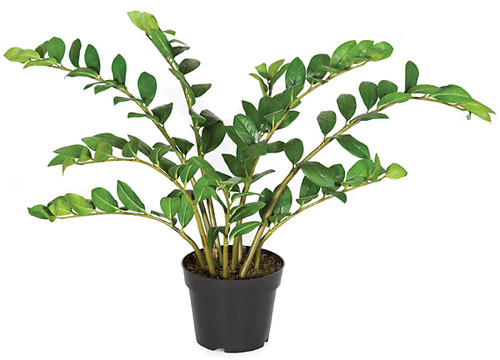 PF-5020
22" Zamia Plant
Weighted Base PF-5020
22" Zamia Plant
Weighted Base