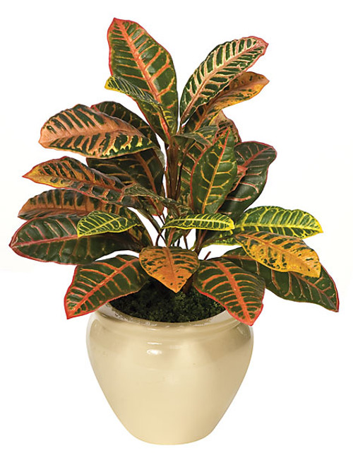P-1120
24" Croton Bush
Decorative Pot Sold Separately P-1120
24" Croton Bush
Decorative Pot Sold Separately