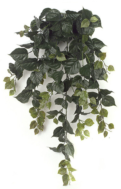 36 Inch Outdoor Green Bougainvillea Bush