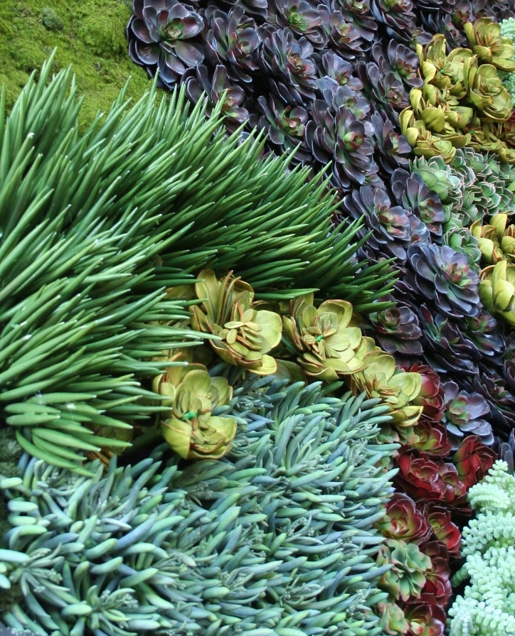 succulent-green-wall-closeup-crop.jpg