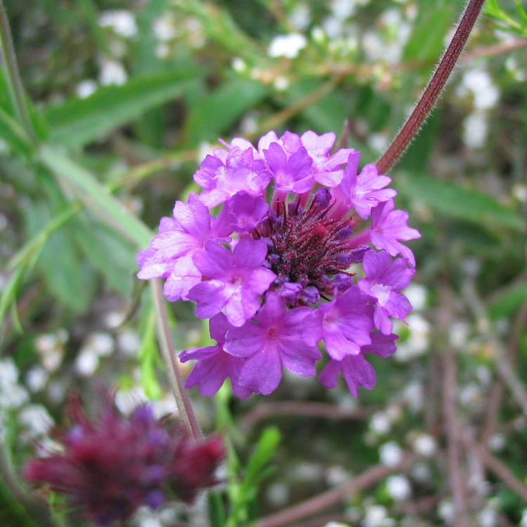 verbena bonariensis